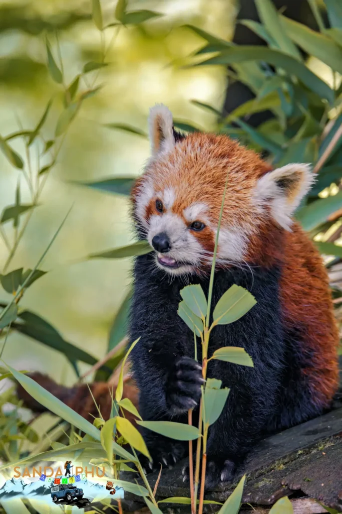 Red Panda in Singalila National Park